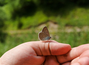 U hrišćanskoj religiji je simbol vaskrsenja: Evo šta znači kada LEPTIR sleti na vas