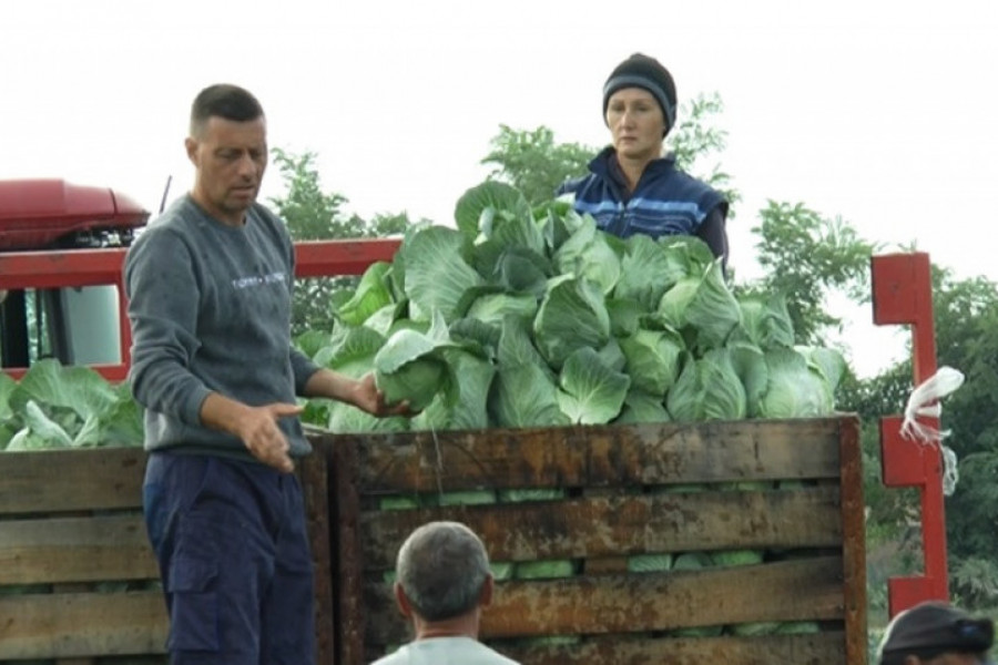 Ako ga ukiselite prerano, brzo se pokvari: Evo koji su vremenski uslovi najbolji za stavljanje kupusa