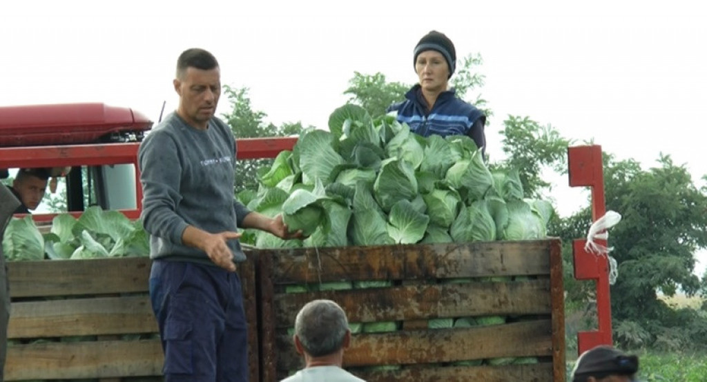 Ako ga ukiselite prerano, brzo se pokvari: Evo koji su vremenski uslovi najbolji za stavljanje kupusa