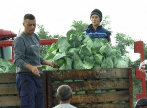 Ako ga ukiselite prerano, brzo se pokvari: Evo koji su vremenski uslovi najbolji za stavljanje kupusa