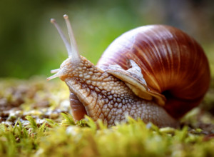 Puževi vam jedu sve u BAŠTI? Stručnjaci otkrili TRIK kako da se ih se JEDNOSTAVNO zauvek OTARASITE!