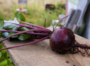 Da li je CVEKLA uopšte ZDRAVA? Mit o "zdravoj" namirnici je ISPLIVAO na videlo, evo ko treba da IZBEGAVA crvenu povrćku
