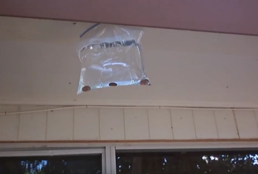 Rešite se dosadnih MUVA pomoću NOVČIĆA: Trik za koji se KUNU da provereno RADI!