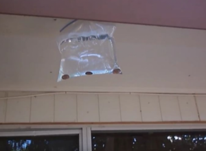 Rešite se dosadnih MUVA pomoću NOVČIĆA: Trik za koji se KUNU da provereno RADI!