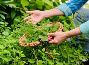 Najjači prirodni ANTIBIOTIK nalazi se u ovoj biljci: Pijte ga NAKON obroka, tačno prema ovim PROPISIMA