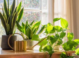 Četiri BILJKE koje su SPAS u grejnoj sezoni: Ovo cveće SPREČAVA buđ, vlagu i kondenzaciju u stanu