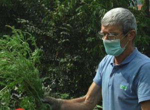 Pripremite se, počinje pakao: Glavni udar ambrozije kreće ovog datuma, samo na nekoliko mesta u Srbiji ste bezbedni