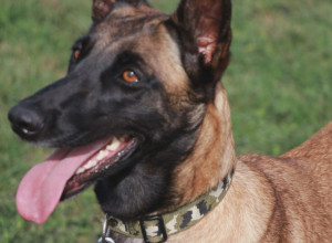 ŠVERCOVAO RAKIJU I DUVAN: Policijski pas nanjušio 200 litara rakije sakrivene među drvima