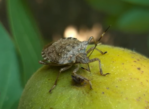 Ako vidite SMRDIBUBU u kući, nemojte OVO raditi: Profesorka otkrila SIGURAN način kako da ih se REŠITE