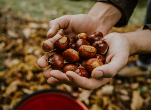 Staro narodno verovanje: Stavite „ludi kesten“ u džep i zaboravite na bolest