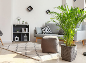 Ovoj biljci je potrebno samo 6 sati da pročisti vazduh u sobi: Neutrališe duhanski dim, a svako može da je uzgaja