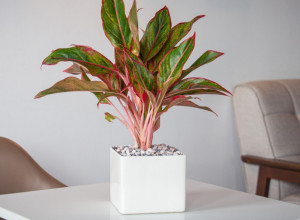 Bube vole vaše greške: Biljke propadaju zbog 4 česte navike, izbegnite ih uz pomoć saveta stručnjaka