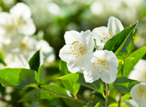 Pravi ste srećnici ako ih imate u kući: Biljke koje smanjuju stres, povoljno utiču na mentalno zdravlje