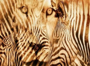 Šta ste prvo videli na slici, ZEBRU ili LAVA? Ovaj TEST otkriva vašu pravu stranu LIČNOSTI, bez greške!