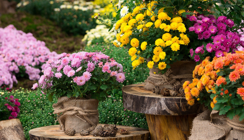 Jeftino je, a cveta samo zimi: Veruje se da će ovo cveće privućI sreću ukoliko se posadi oko kuće