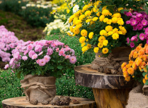 Ovo cveće sadi se u junu: Ako želite da se dobro "primi", ovo morate obavezno da uradite