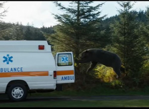 MEDVED PROGUTAO KESU KOKAINA OD 30 KG! Veštaci utvrdili - imao je UŽASNU smrt, evo i zašto (VIDEO) (VIDEO)