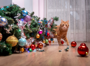 Ne odričite se Božića zbog MAČKE: Poprskajte ovo po JELCI i vaš ljubimac joj neće ni PRIĆI