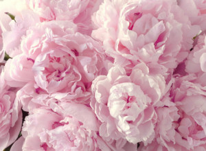 Sreća kuca na vaša vrata: U svoj dom unesite ovaj cvet i gledajte čuda, donosi dobru energiju, ljubav, i još mnogo toga