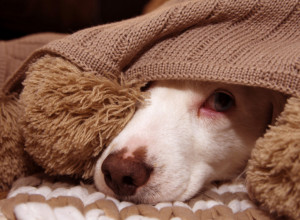 Novogodišnja noć je NOĆNA MORA za kućne ljubimce: Veterinar Dragan nam je otkrio kako da im pomognete kad krene pucnjava