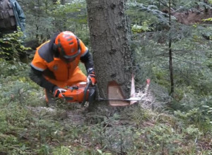 Poginuo prilikom seče stabala u šumi
