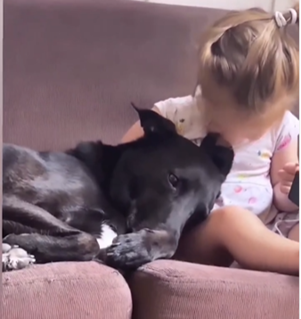 Ovo je NAJSLAĐI video koji ćete danas pogledati: Ljubav i PRIJATELJSTVO između devojčice i psa će vas RASTOPITI!