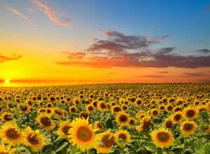 Nesvakidašnji poklon koji je raspametio svet: Za 50 godina braka posadio preko milion suncokreta kao iznenađenje supruzi