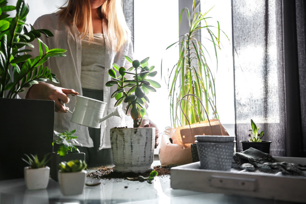 Borite se sa vlagom i buđi? Ove prelepe sobne biljke su zdravo i jeftino rešenje
