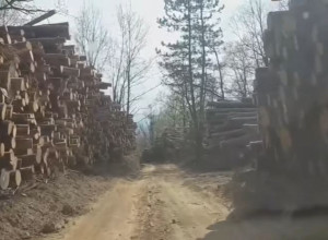 UKIDAJU SE KONCESIJE: Do kraja godine najavljeno formiranje "Crna Gora šume"