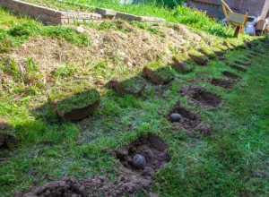 Spremite raskošnu prolećnu baštu: Šta se sadi u februaru