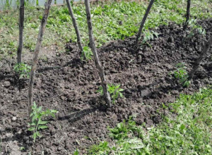 Ne valja ni prerano ni prekasno:  Evo kako da odredite savršen trenutak da posadite paradajz