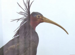 ĆELAVI IBIS: Nakon više stotina godina u naše krajeve sletela izuzetno retka ptica(VIDEO)