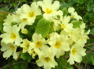 Budite oprezni: Jagorčevina, jedan od najprepoznatljivijih vesnika proleća, može biti veoma opasna