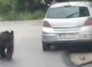 MEDVED NA ULICAMA SARAJEVA: Ekipe lovačkog društva na terenu (VIDEO)