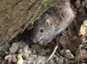 Izletnicima preti zaraza mišjom groznicom