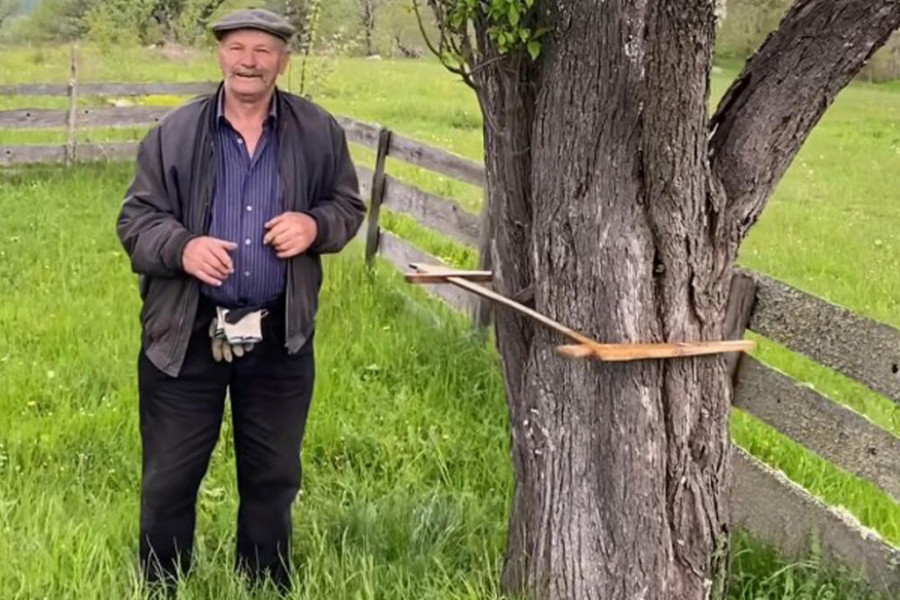 MISTERIOZNA ŠLJIVA U SRPSKOJ: Niko ne zna koliko je stara, voćari u čudu, a Esad znao da ubere i 350 kg voća (VIDEO)