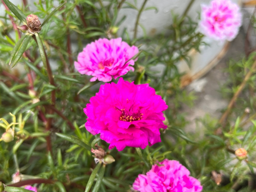 Žene u Srbiji masovno traže ovo cveće: Primiće se gde nijedno drugo neće, traje do jeseni i lako se održava