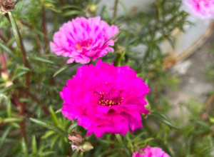 Žene u Srbiji masovno traže ovo cveće: Primiće se gde nijedno drugo neće, traje do jeseni i lako se održava