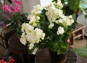 Veruje se da ovo cveće donosi sreću u dom: Lako se održava i neguje