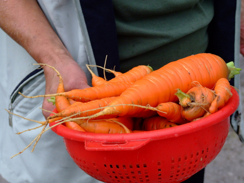 Kao da ste ih tek uzeli iz bašte: Uz ovaj savet celer i šargarepa ostaju sveži nedeljama