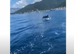 SPEKTAKULARNO! Čitav Tivat priča o DELFINIMA koji su stigli u zaliv! (VIDEO)