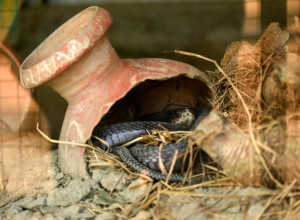 U ovom selu zmije otrovnice su kućni ljubimci: Meštani prodaju njihovo mleko, ali postoji nešto još bizarnije