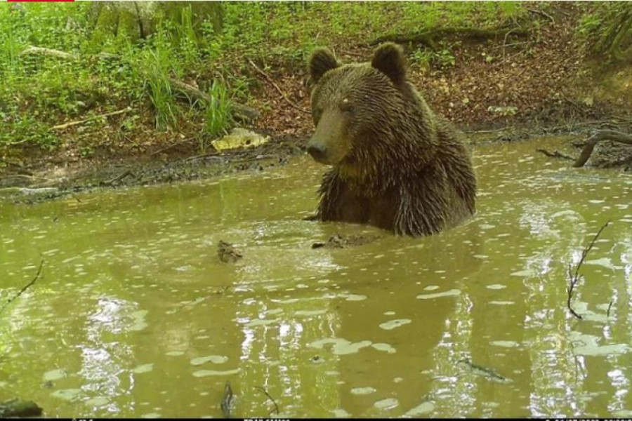 Medved u Parku prirode Piva našao spas od vrućina (FOTO)