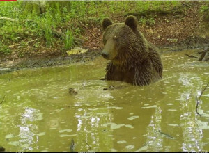 Medved u Parku prirode Piva našao spas od vrućina (FOTO)