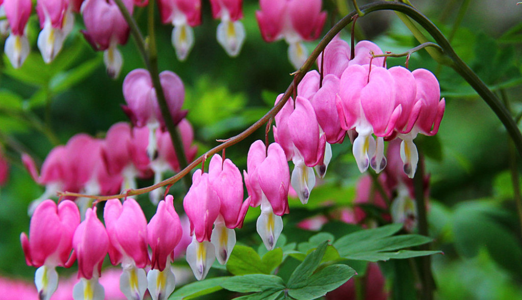 Devojačko srce je biljka nestvarne lepote: Cveta do kasne jeseni, odlično podnosi toplotu, a može da se gaji i na terasi