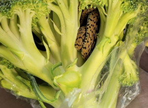 Muškarac doživeo horor u kuhinji: Kupio brokoli pa u njemu pronašao jezivo stvorenje