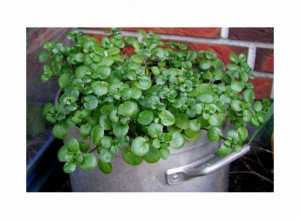 Jednom se sadi, tri puta bere: Prijateljica mladosti, hrana i lek, ova biljka je zvanično proglašena za najzdraviju na svetu