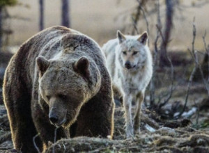 Da li ste vuk, delfin, medved ili lav? Otkrijte koji ste tip "spavača" i zauvek se rešite nesanice i nervoze