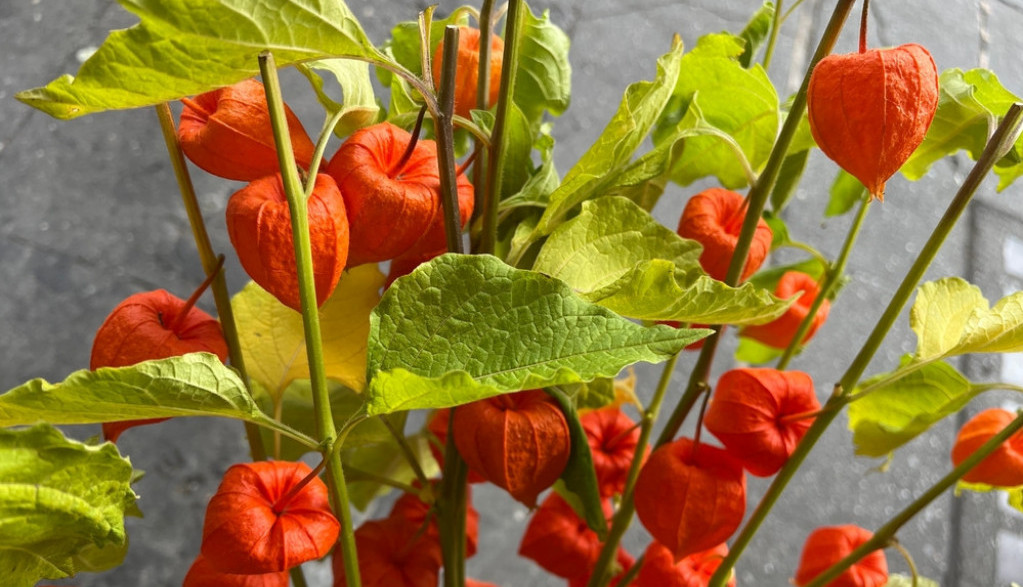 Posadite najlepši jesenji cvet: Trenutno je najtraženiji na svetu, a ne zahteva mnogo vremena i truda