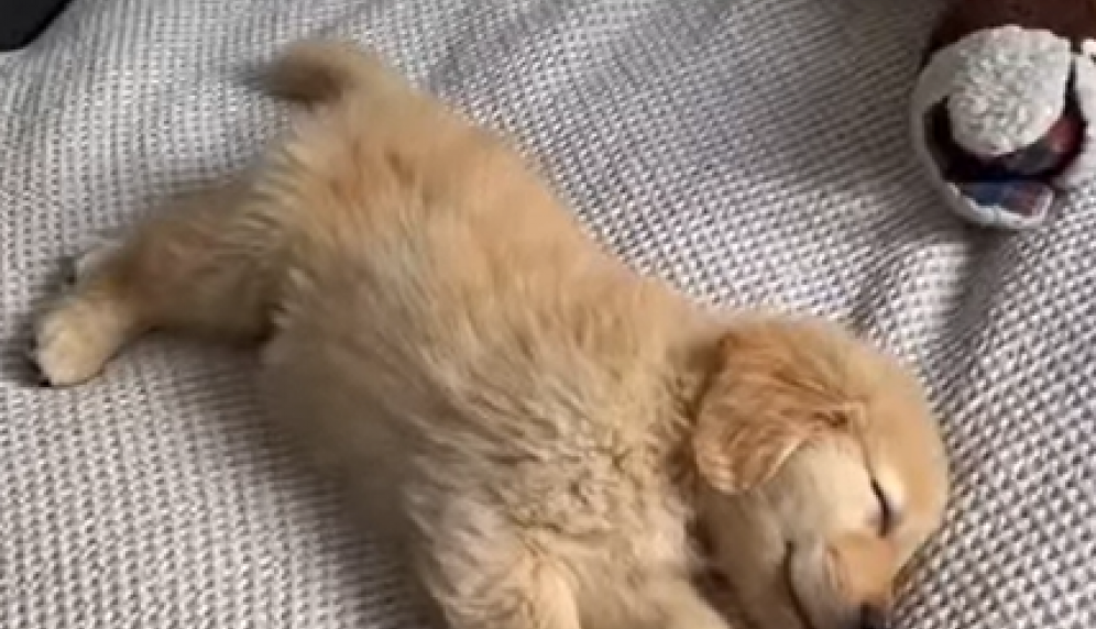 Šta li sanjaju naše kuce: Naučnici sa Harvarda otkrivaju unutrašnji svet čovekovog najboljeg prijatelja